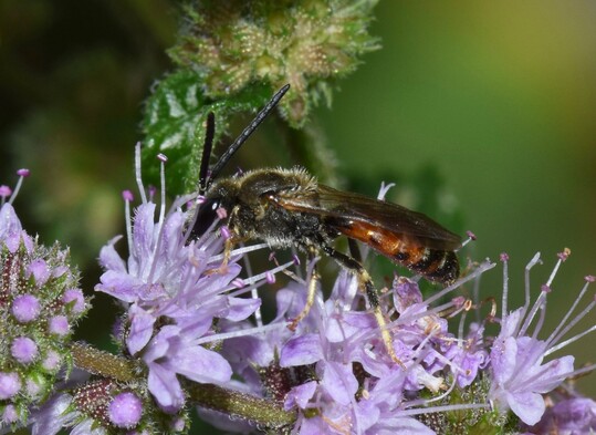Lasioglossum calceatum  