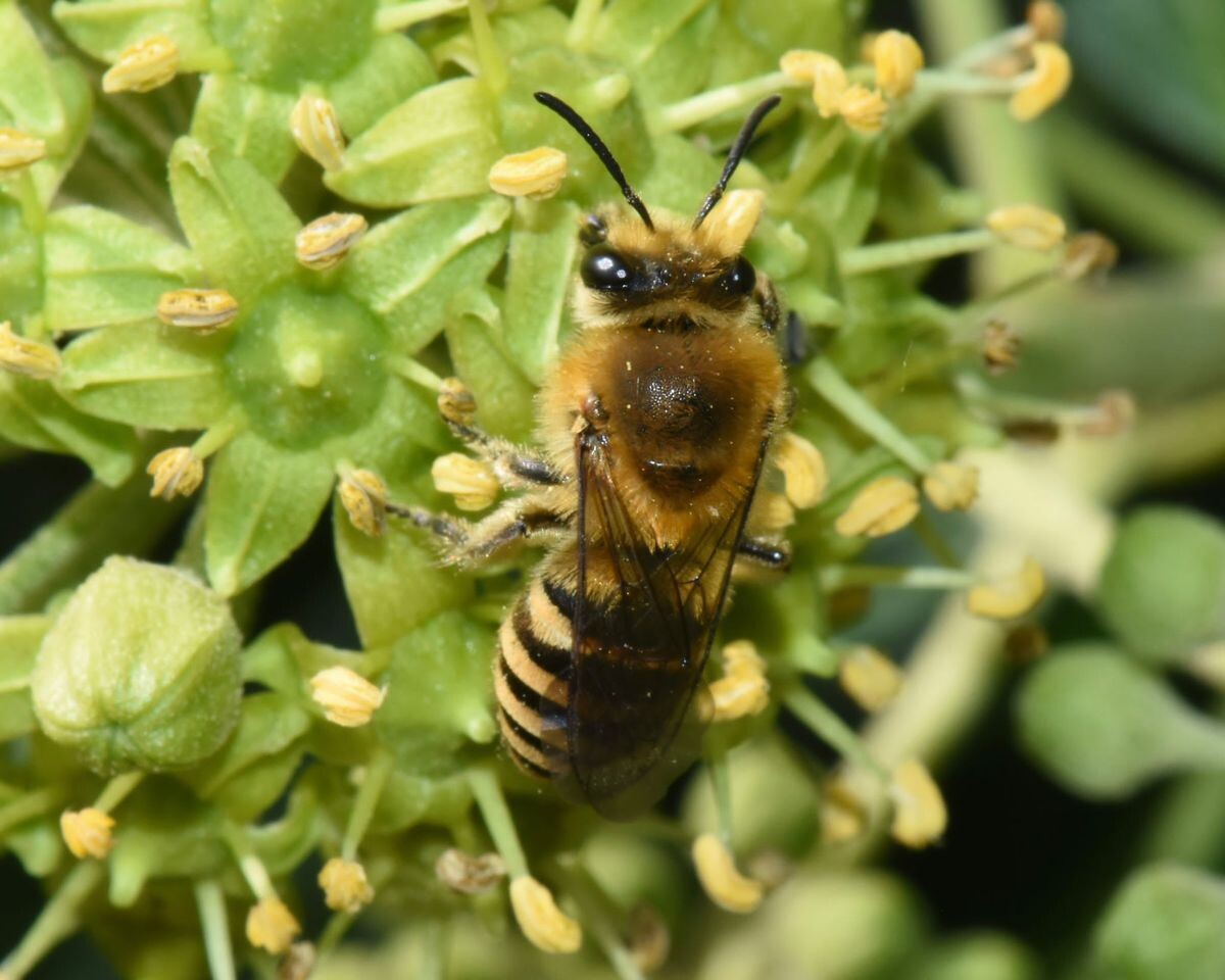 Wildbienen im Oktober: Efeu-Seidenbiene - Wildbienenwelt.de